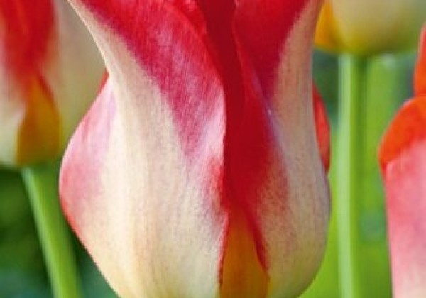 Tulipa, lilijziedu Strawberry Romanoff 11/12