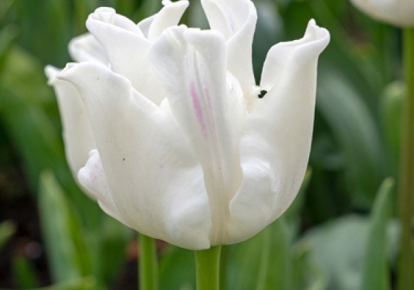 Tulipa, triumfa (kroņa) White Liberstar  10/11
