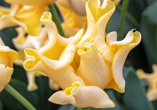 Tulipa, triumfa (kroņa) Yellow Crown  11/12