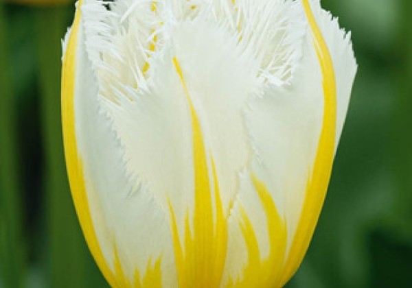 Tulipa, bārkstaina Lemon Beauty 11/12