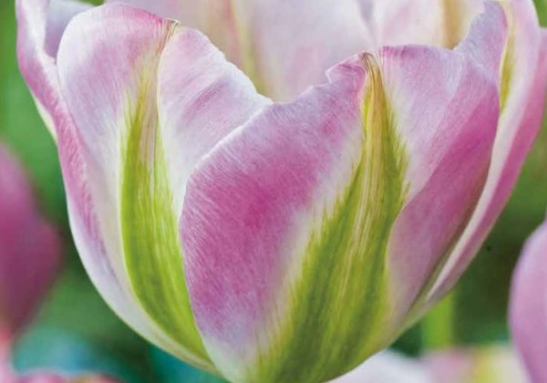 Tulipa, zaļziedu Groenland 11/12