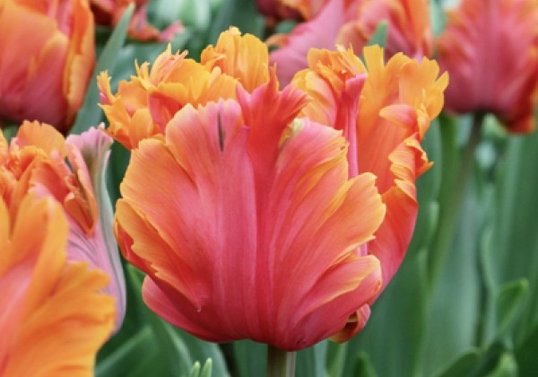 Tulipa, papagaiļziedu Amazing Parrot 11/12