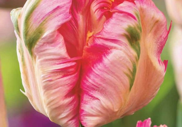Tulipa, papagaiļziedu Apricot Parrot 11/12