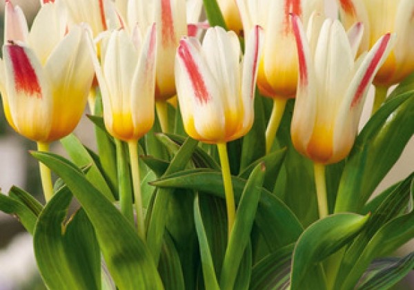 Tulipa, botāniskā Floresta 11/12
