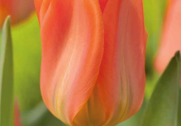 Tulipa, Fostera Orange Emperor 11/12