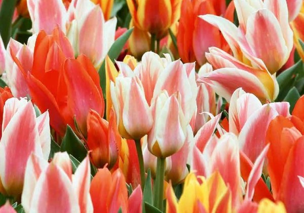 Tulipa, Greiga Fun Colours 11/12
