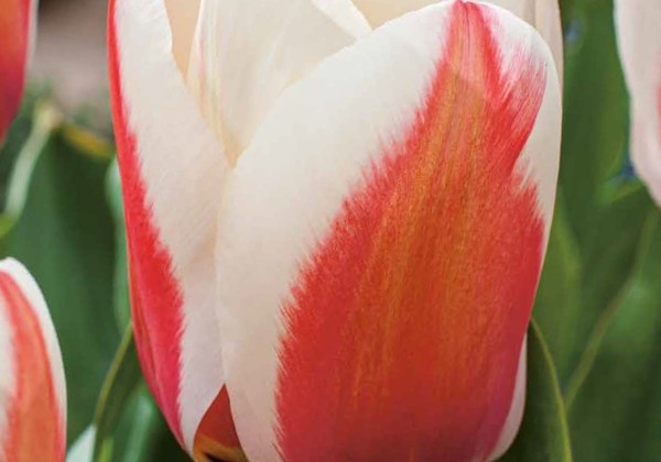 Tulipa, Greiga Willem van den Akker 11/12