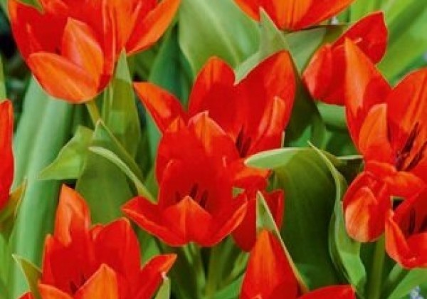 Tulipa Praestans Zwanenburg Variety 9/+