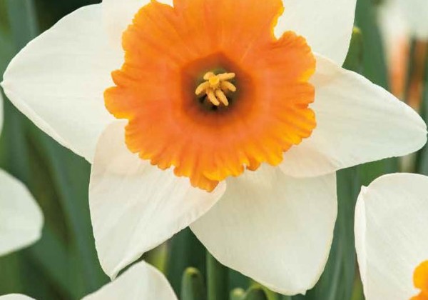 Narcissus, lielziedu Chromacolor 12/14
