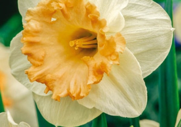 Narcissus, lielziedu Mon Cheri  10/12