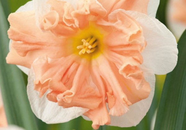 Narcissus, šķeltziedu Apricot Whirl 12/14