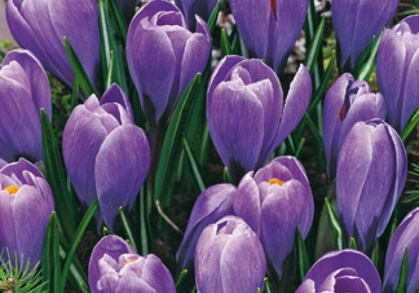 Crocus vernus Blue Ocean 8/9