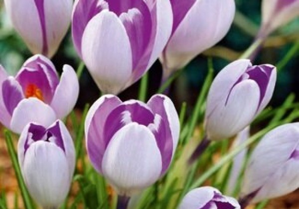 Crocus vernus Vanguard 5/+