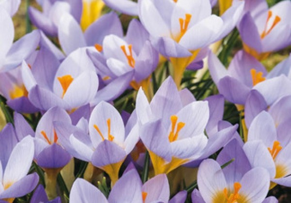 Crocus chrysanthus Rosalind 5/+