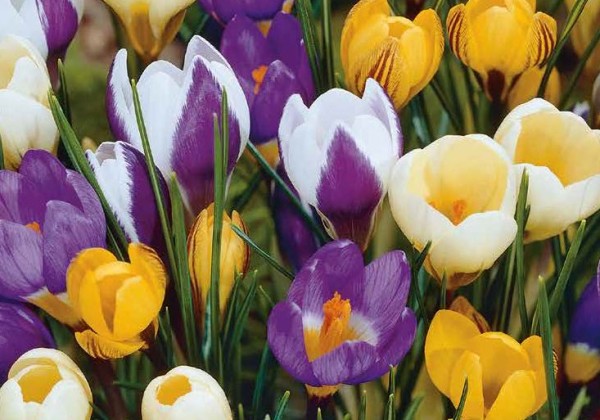 Crocus botanical Species Mix 5/+