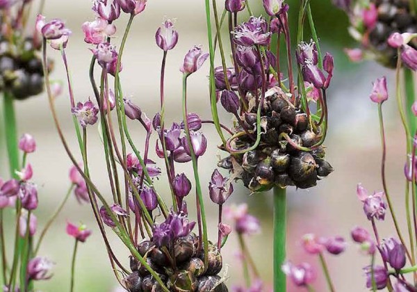 Allium scorodoprasum Art 5/+