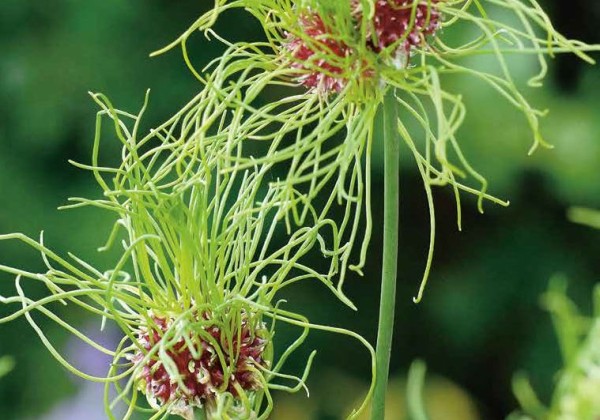 Allium vineale Hair 5/+