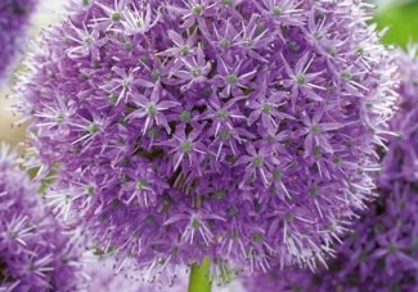 Allium His Excellency 18/20