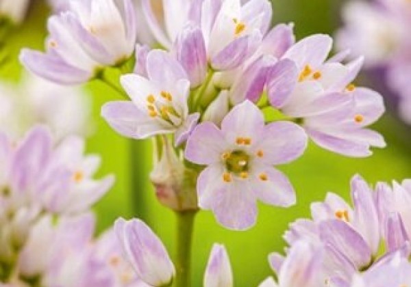 Allium roseum 4/5