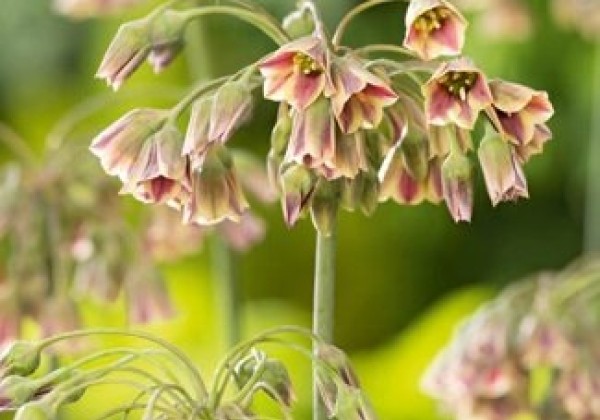 Allium Nectaroscordum Siculum 10/12