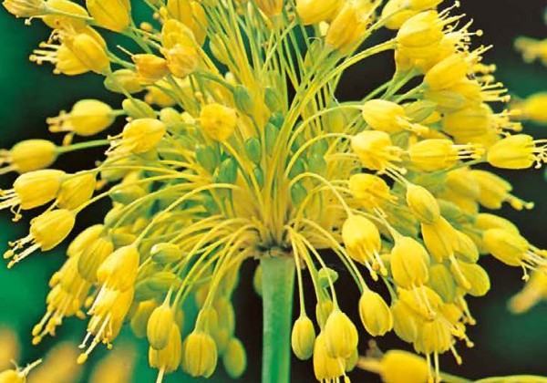 Allium Yellow Fantasy 6/+