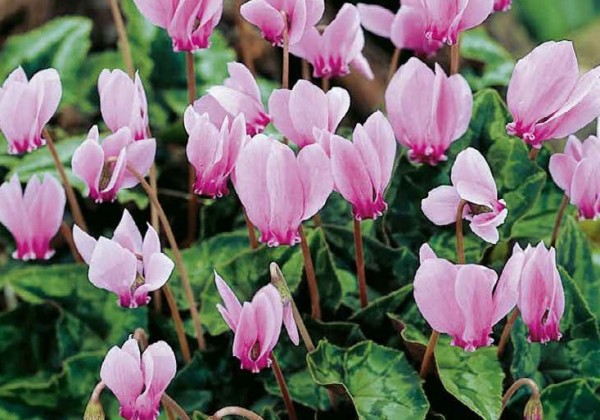 Cyclamen hederifolium Cyclamen Hederifolium 13/15