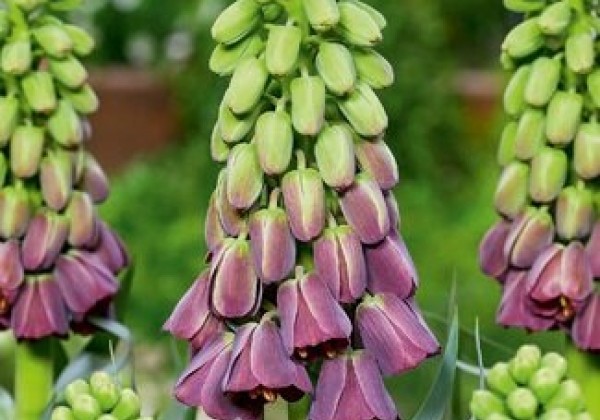 Fritillaria persica Purple Favorite 18/20