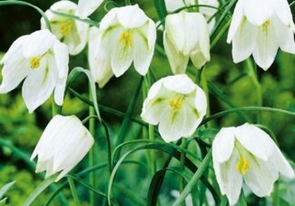 Fritillaria meleagris Alba 6/+