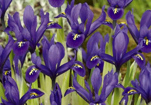 Iris reticulata Harmony 5/6