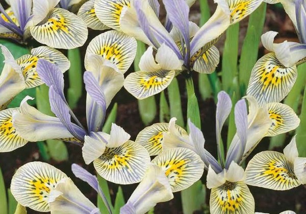 Iris reticulata Katharine Hodgkin 6/+