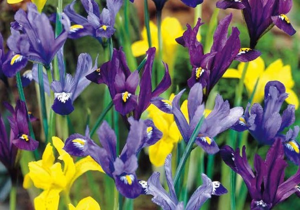 Iris reticulata Dwarf Mix 5/6