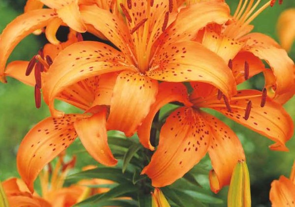 Lilium AZ Orange 16/18