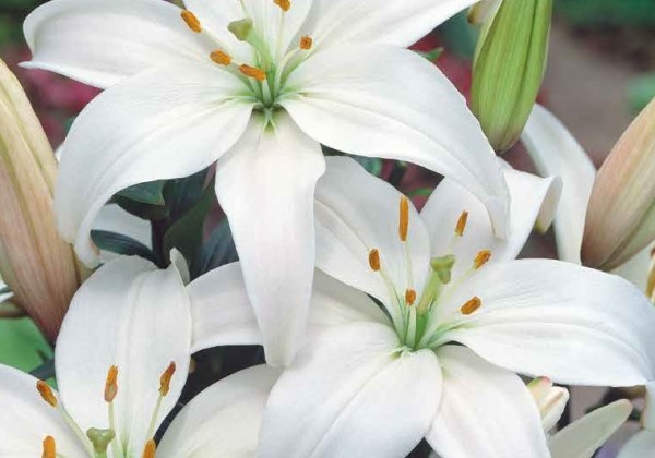 Lilium AZ White 16/18
