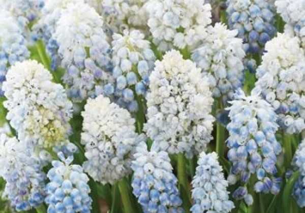 Muscari aucheri Nature's Beauty 8/9