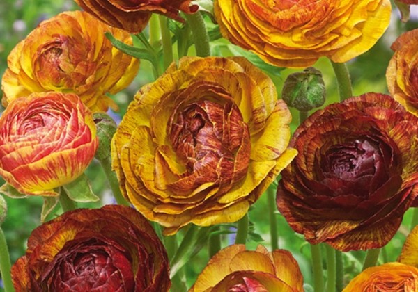 Ranunculus asiaticus Cafe Au Lait 5/6