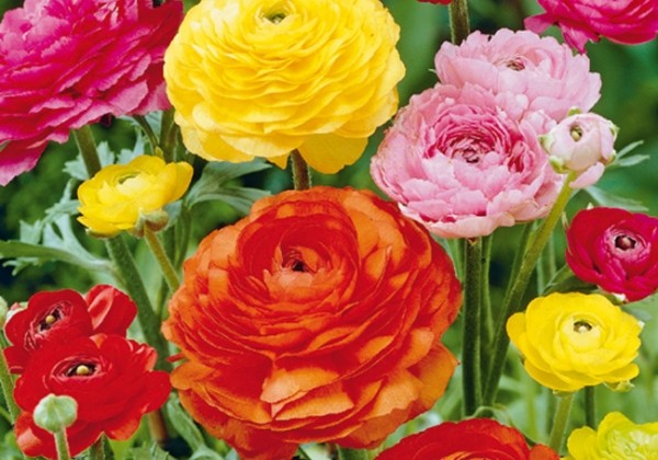 Ranunculus asiaticus Mix 6/7