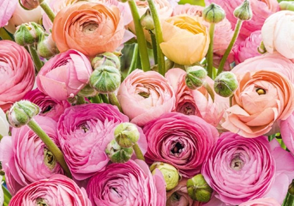 Ranunculus asiaticus Pastel Mix 6/7