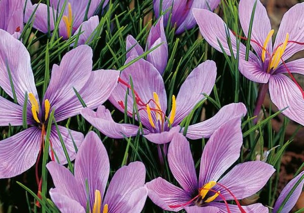 Crocus sativus 8/9