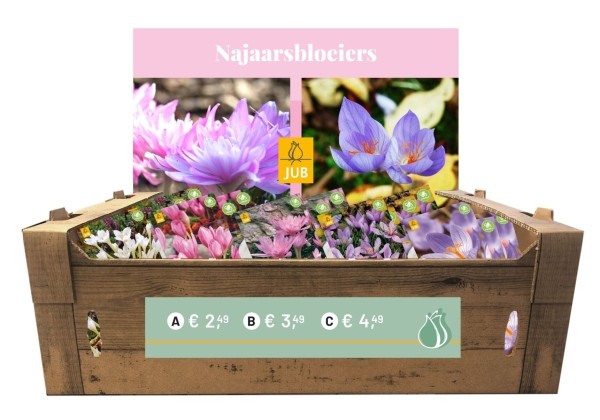 Crocus Autum Flowering Counter Box (kartona kastē)