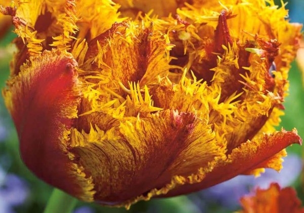 Tulipa, bārkstaina Bastia 12/+