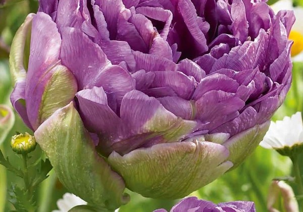 Tulipa, vēla, pild. z. Blue Wow 12/+