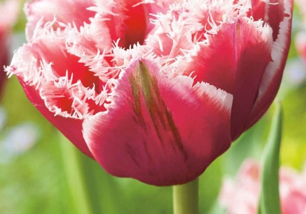 Tulipa, bārkstaina Brest 12/+