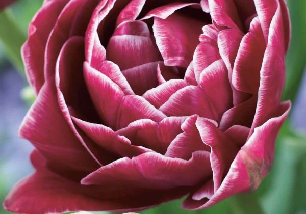 Tulipa, vēla, pild. z. Dream Touch 11/12