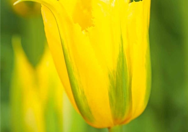 Tulipa, lilijziedu Green Mile 11/12