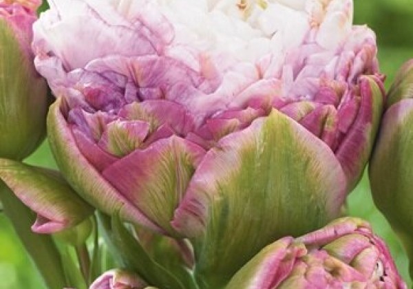 Tulipa, vēla, pild. z. Peggy Wonder 11/12