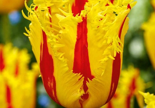 Tulipa, bārkstaina Phantom 12/+
