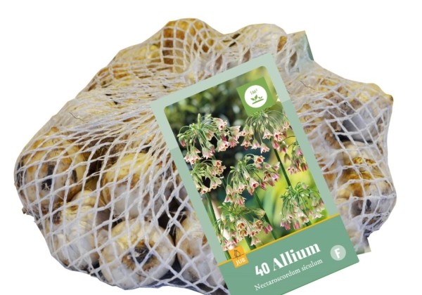 Allium Nectaroscordum siculum (tīkliņā) 10/12