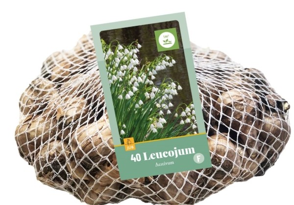 Leucojum aestivum (tīkliņā) 8/9