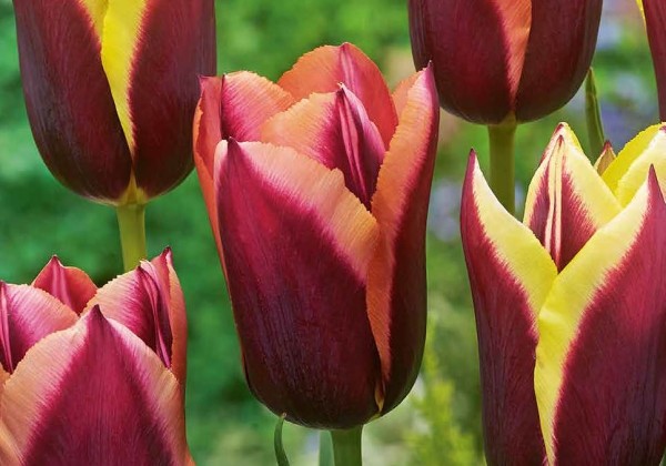 Tulipa, triumfa My Favourite Topping 11/12