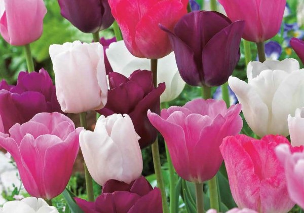 Tulipa, triumfa Pastel Mix 11/12